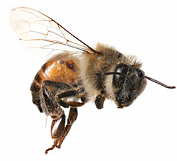 bee-sting
